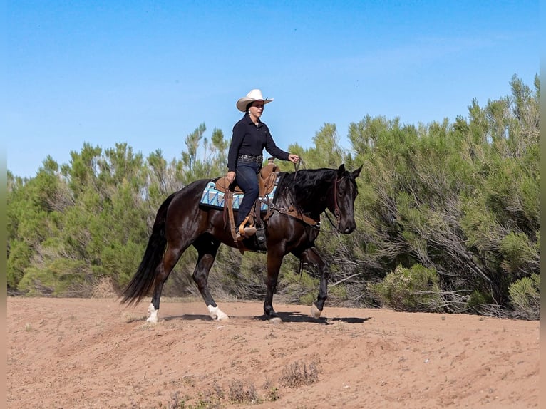 American Quarter Horse Wallach 5 Jahre Rappe in Nevis