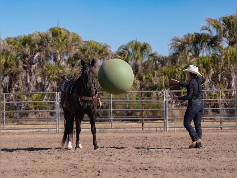 American Quarter Horse Wallach 5 Jahre Rappe in Nevis