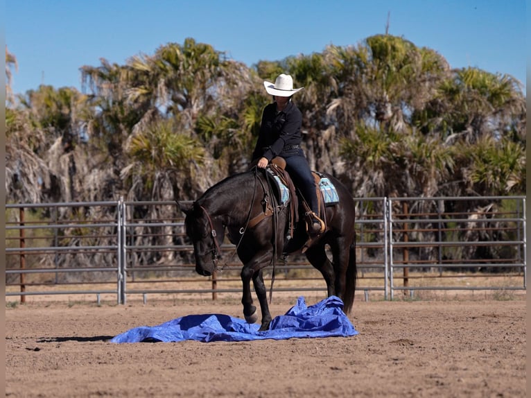 American Quarter Horse Wallach 5 Jahre Rappe in Nevis