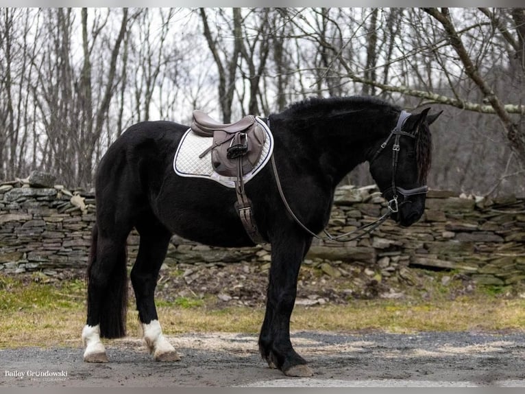 American Quarter Horse Wallach 5 Jahre Rappe in Everett Pa