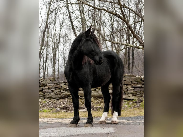 American Quarter Horse Wallach 5 Jahre Rappe in Everett Pa