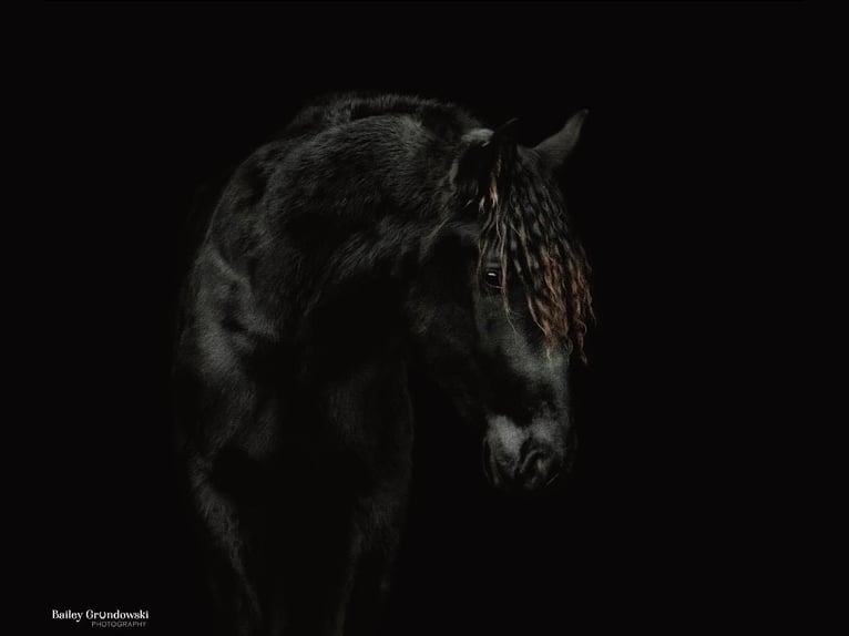 American Quarter Horse Wallach 5 Jahre Rappe in Everett Pa