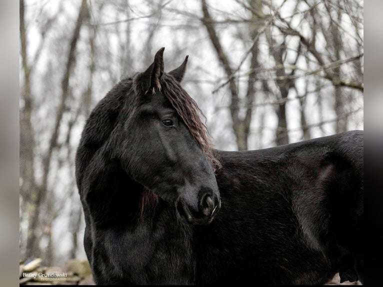 American Quarter Horse Wallach 5 Jahre Rappe in Everett Pa