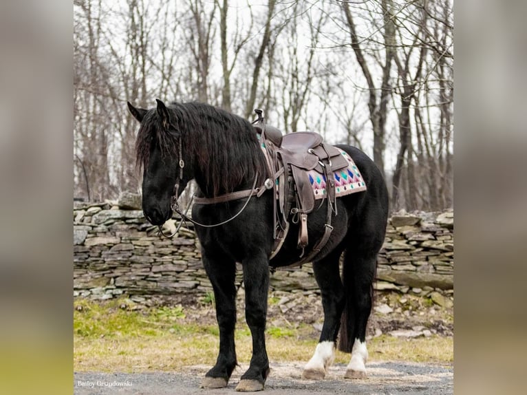 American Quarter Horse Wallach 5 Jahre Rappe in Everett Pa