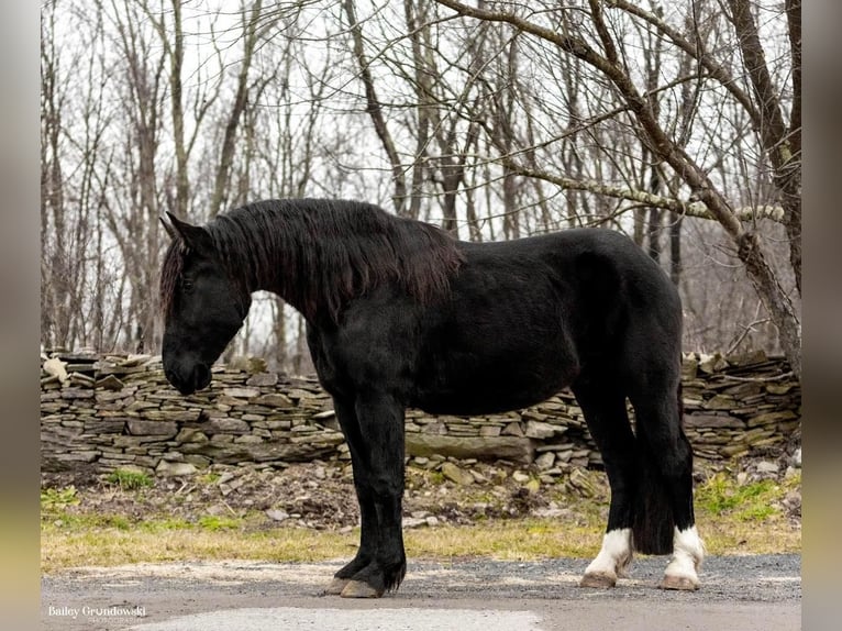 American Quarter Horse Wallach 5 Jahre Rappe in Everett Pa