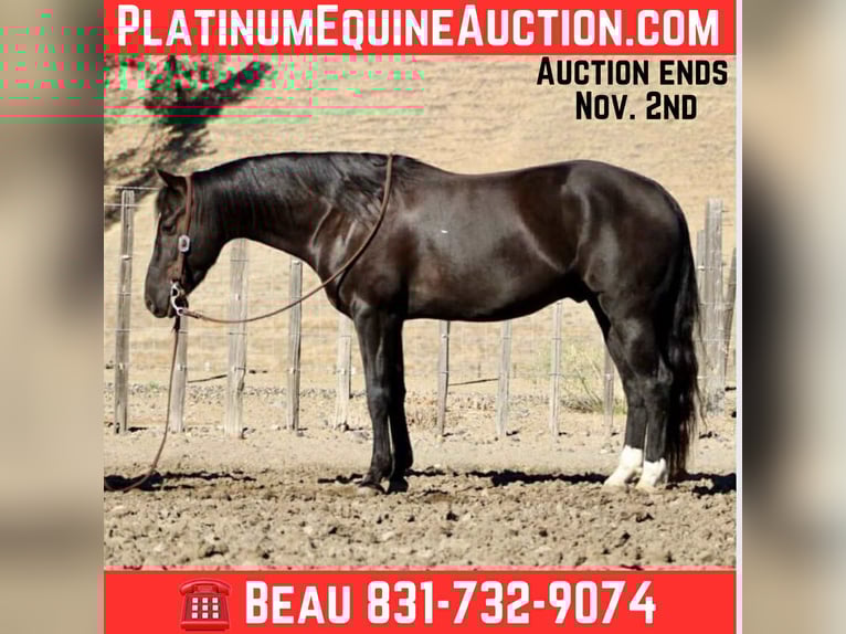 American Quarter Horse Wallach 5 Jahre Rappe in King City CA