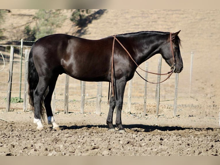 American Quarter Horse Wallach 5 Jahre Rappe in King City CA