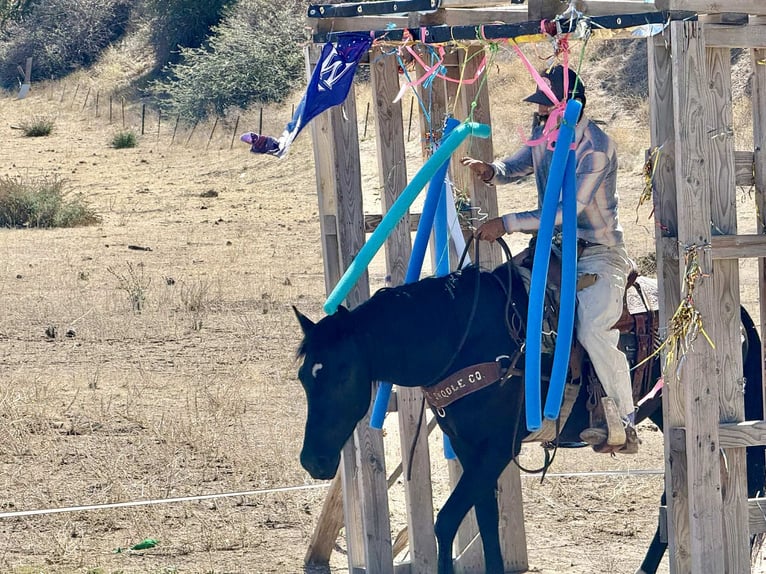American Quarter Horse Wallach 5 Jahre Rappe in King City CA