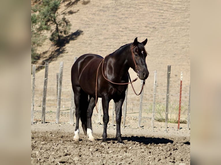 American Quarter Horse Wallach 5 Jahre Rappe in King City CA