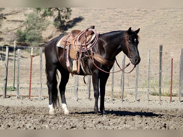 American Quarter Horse Wallach 5 Jahre Rappe in King City CA