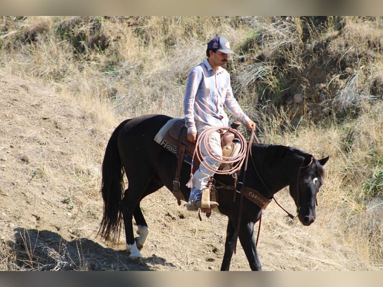 American Quarter Horse Wallach 5 Jahre Rappe in King City CA