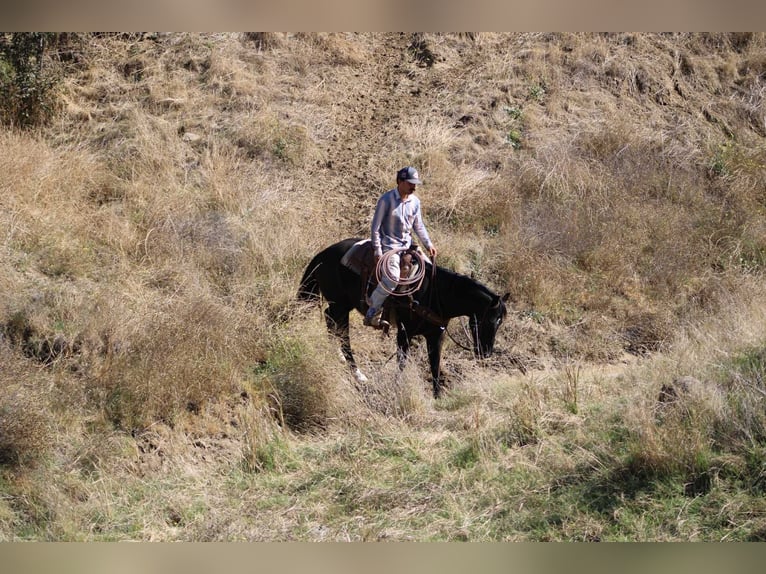 American Quarter Horse Wallach 5 Jahre Rappe in King City CA