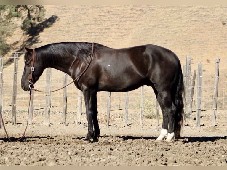 American Quarter Horse Wallach 5 Jahre Rappe in King City CA