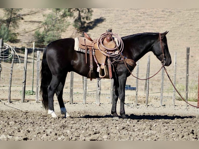 American Quarter Horse Wallach 5 Jahre Rappe in King City CA