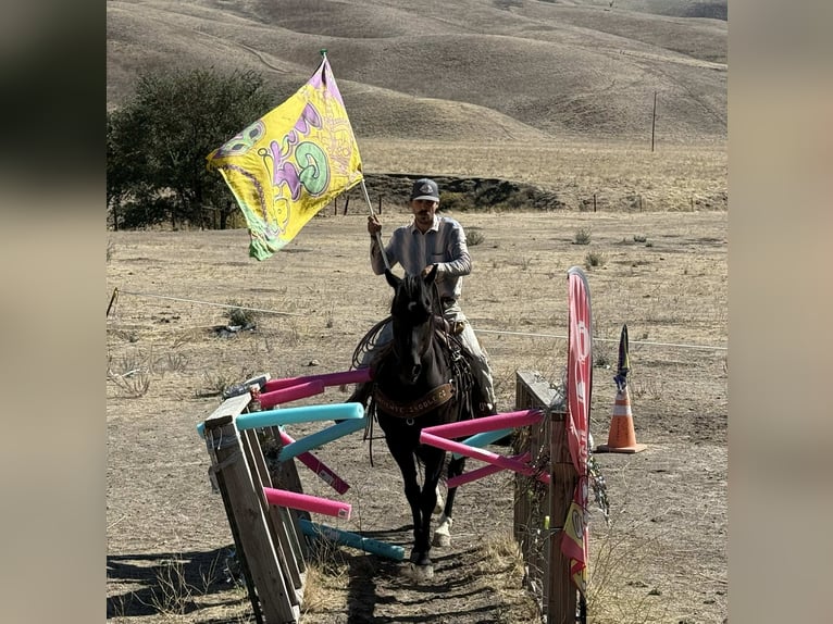 American Quarter Horse Wallach 5 Jahre Rappe in King City CA