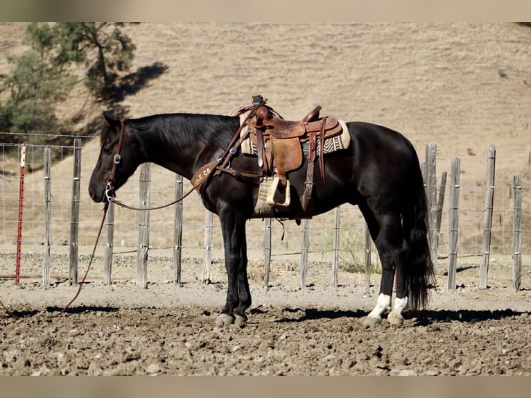 American Quarter Horse Wallach 5 Jahre Rappe in King City CA
