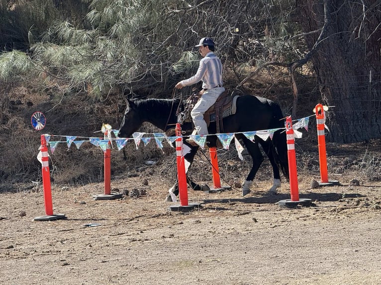 American Quarter Horse Wallach 5 Jahre Rappe in King City CA