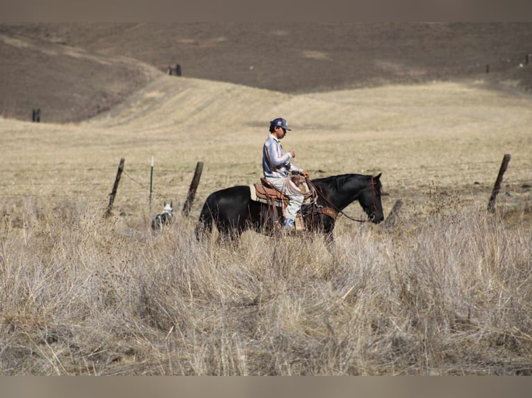 American Quarter Horse Wallach 5 Jahre Rappe in King City CA