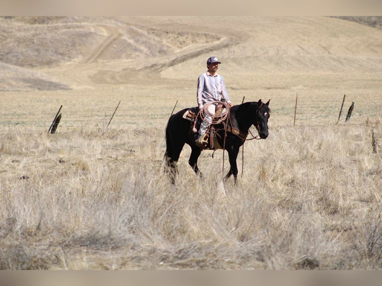 American Quarter Horse Wallach 5 Jahre Rappe in King City CA
