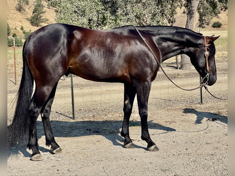 American Quarter Horse Wallach 5 Jahre Rappe in Paicines CA