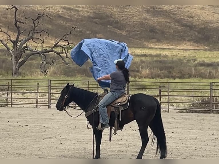 American Quarter Horse Wallach 5 Jahre Rappe in Paicines CA