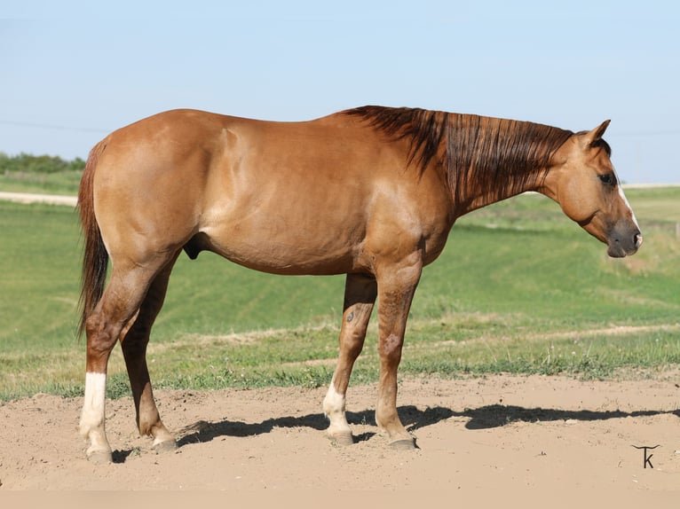 American Quarter Horse Wallach 5 Jahre Red Dun in Bellevue