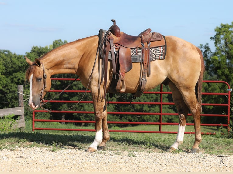 American Quarter Horse Wallach 5 Jahre Red Dun in Bellevue