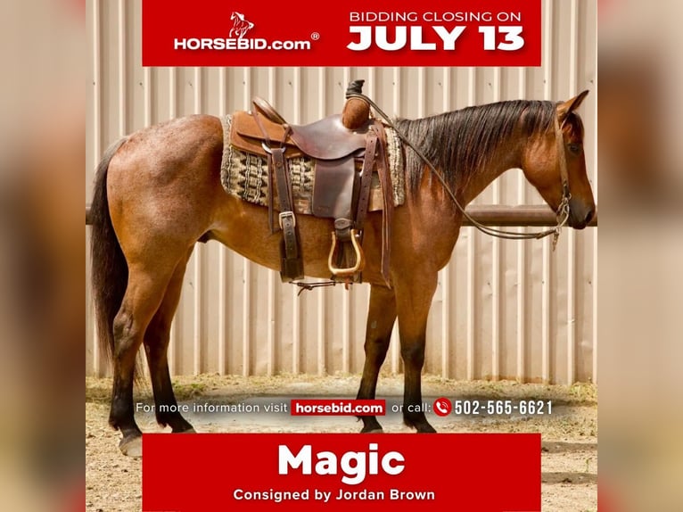 American Quarter Horse Wallach 5 Jahre Roan-Bay in Havre