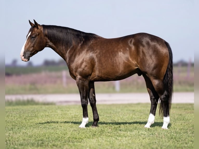 American Quarter Horse Wallach 5 Jahre Roan-Bay in Joy