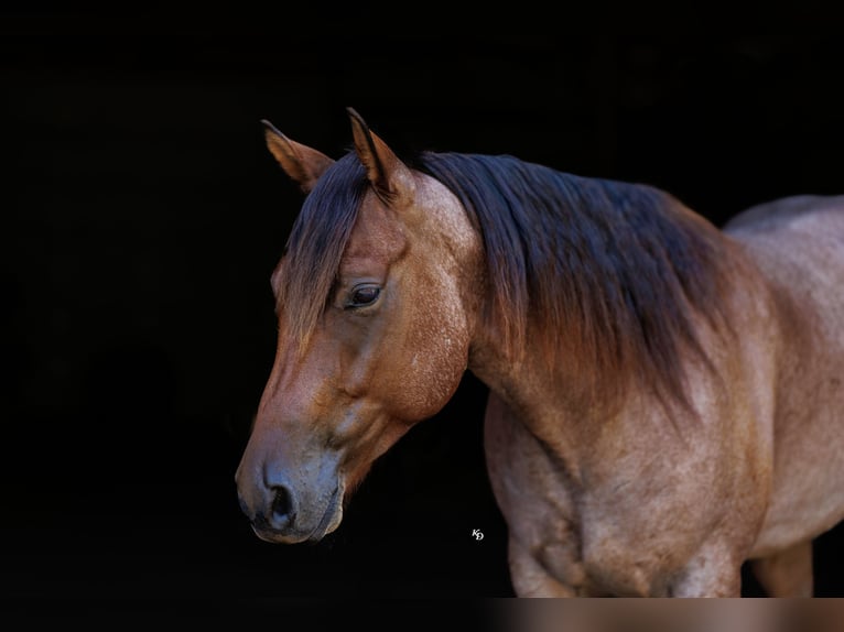 American Quarter Horse Wallach 5 Jahre Roan-Bay in Quitman