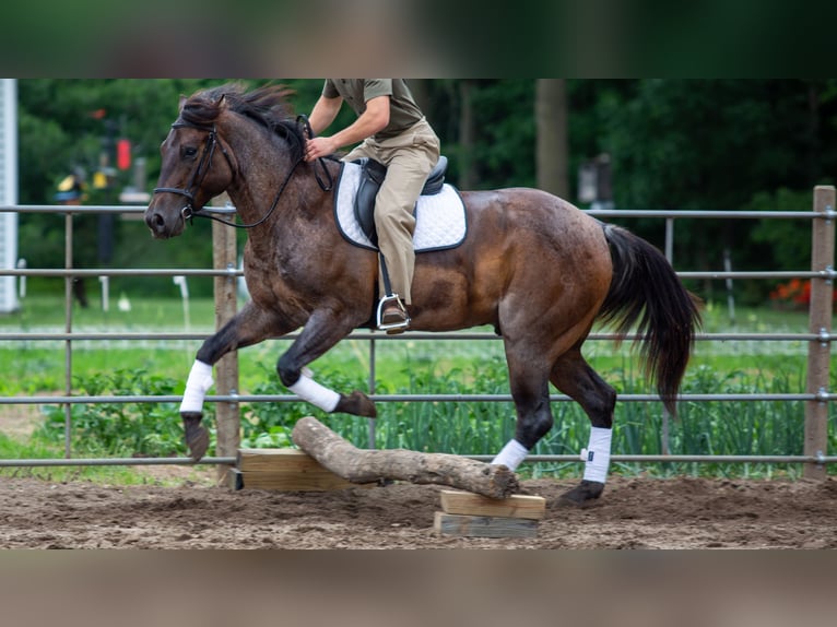 American Quarter Horse Wallach 5 Jahre Roan-Bay in Lagrange