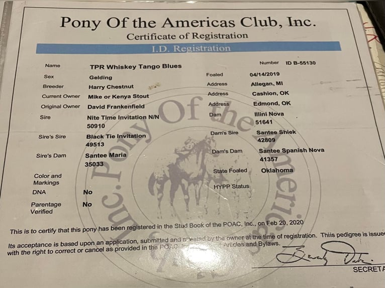 American Quarter Horse Wallach 5 Jahre Roan-Bay in Stephenville TX