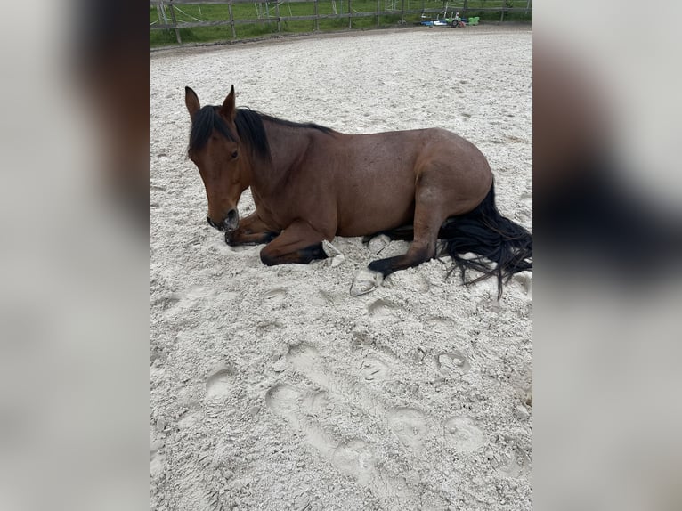 American Quarter Horse Wallach 5 Jahre Roan-Bay in Wolfisberg