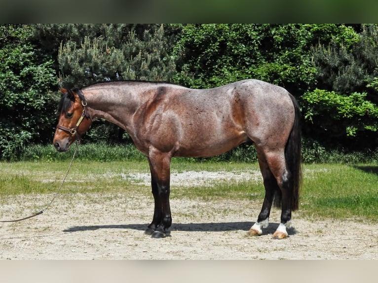 American Quarter Horse Wallach 5 Jahre Roan-Bay in Wolfisberg
