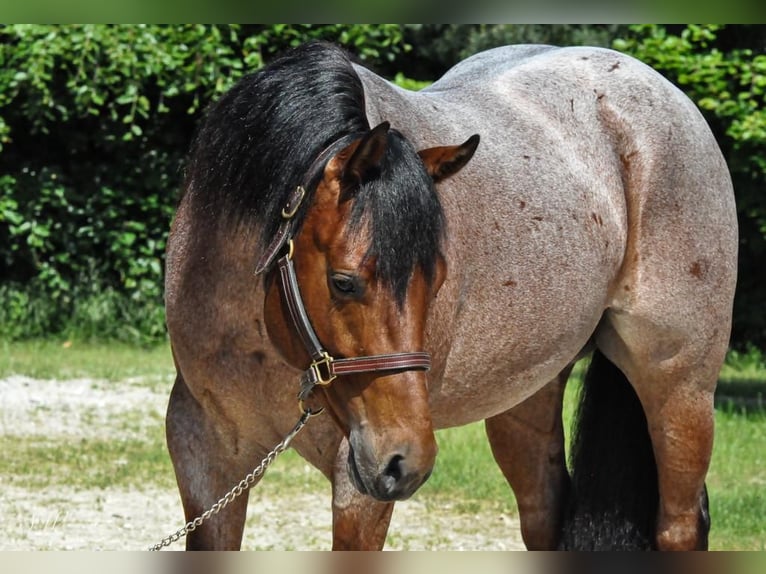 American Quarter Horse Wallach 5 Jahre Roan-Bay in Wolfisberg