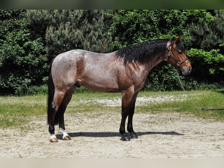 American Quarter Horse Wallach 5 Jahre Roan-Bay in Wolfisberg