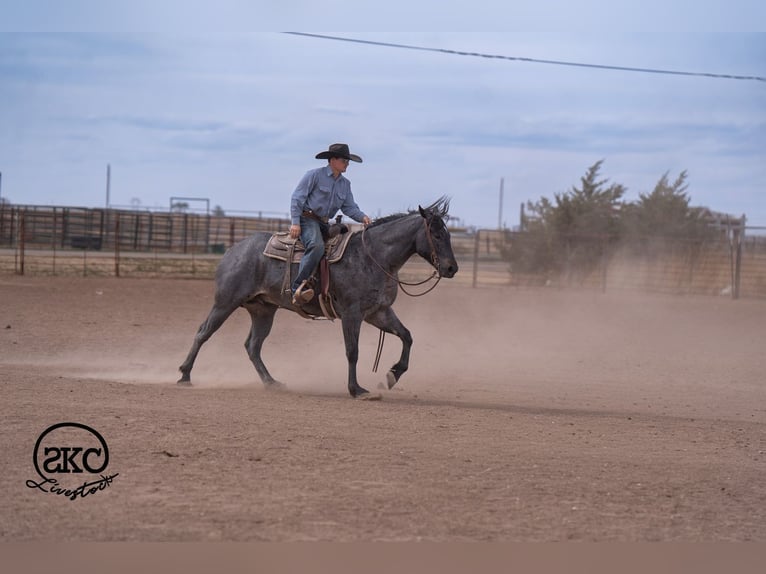 American Quarter Horse Wallach 5 Jahre Roan-Blue in Canyon