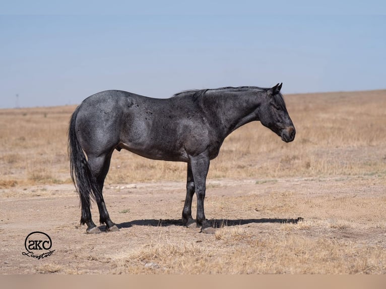 American Quarter Horse Wallach 5 Jahre Roan-Blue in Canyon