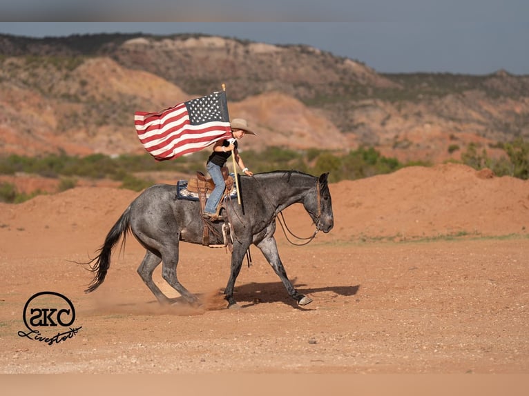 American Quarter Horse Wallach 5 Jahre Roan-Blue in Canyon