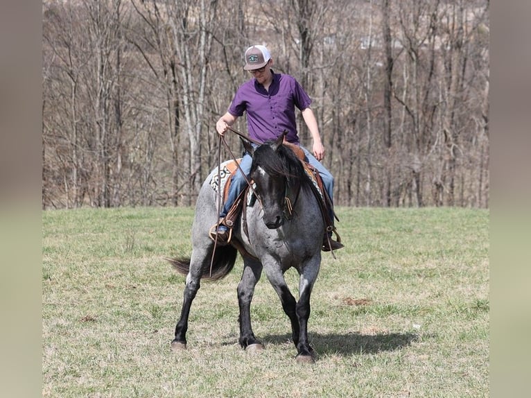 American Quarter Horse Wallach 5 Jahre Roan-Blue in Mount Vernon