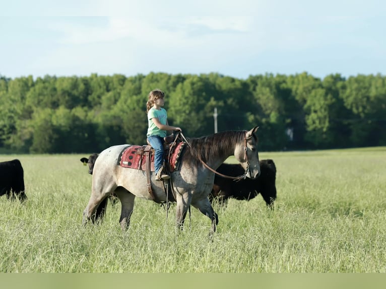 American Quarter Horse Wallach 5 Jahre Roan-Blue in Mount Vernon