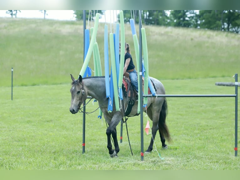 American Quarter Horse Wallach 5 Jahre Roan-Blue in Mount Vernon