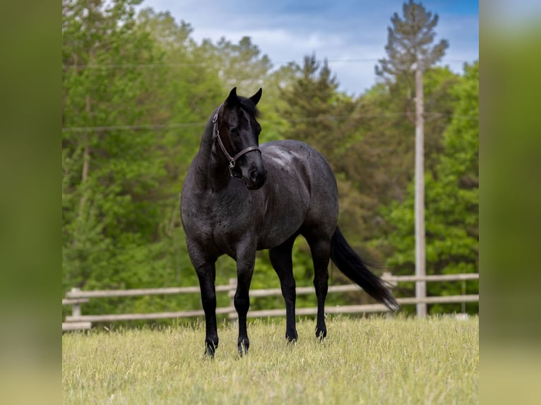 American Quarter Horse Wallach 5 Jahre Roan-Blue in Nevis