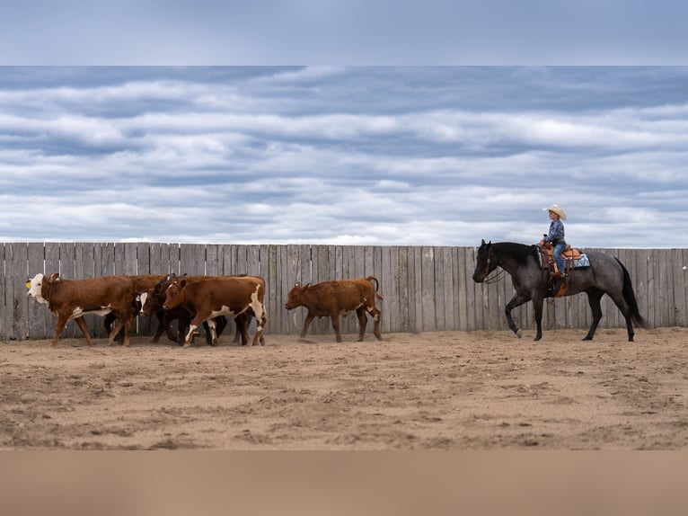 American Quarter Horse Wallach 5 Jahre Roan-Blue in Nevis