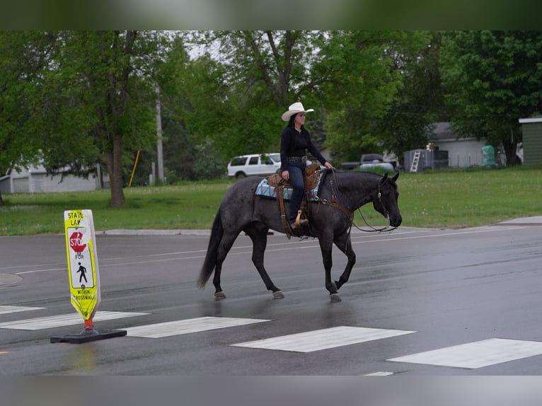American Quarter Horse Wallach 5 Jahre Roan-Blue in Nevis