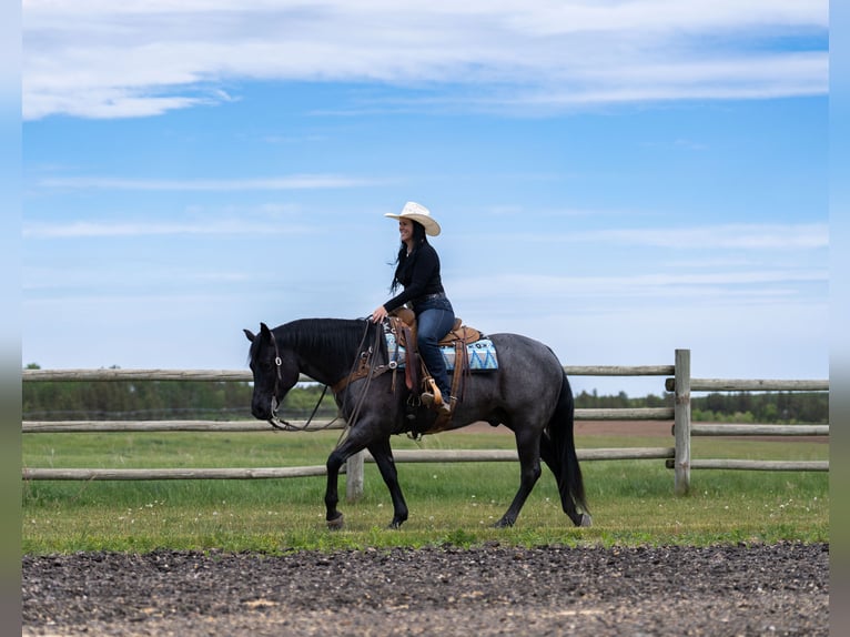 American Quarter Horse Wallach 5 Jahre Roan-Blue in Nevis
