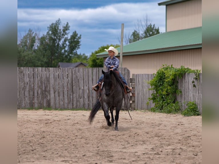 American Quarter Horse Wallach 5 Jahre Roan-Blue in Nevis