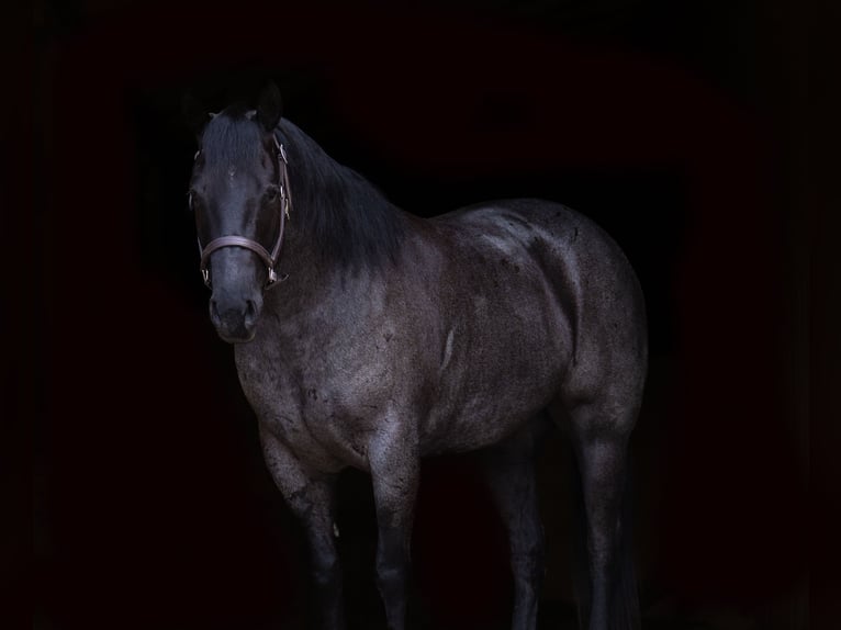 American Quarter Horse Wallach 5 Jahre Roan-Blue in Nevis