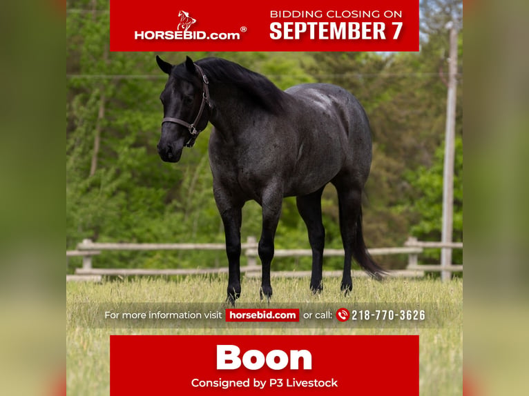 American Quarter Horse Wallach 5 Jahre Roan-Blue in Nevis