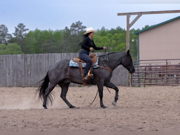 American Quarter Horse Wallach 5 Jahre Roan-Blue in Nevis